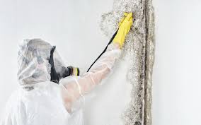 Why You Should Choose Our Mold Remediation Services in Guin, AL